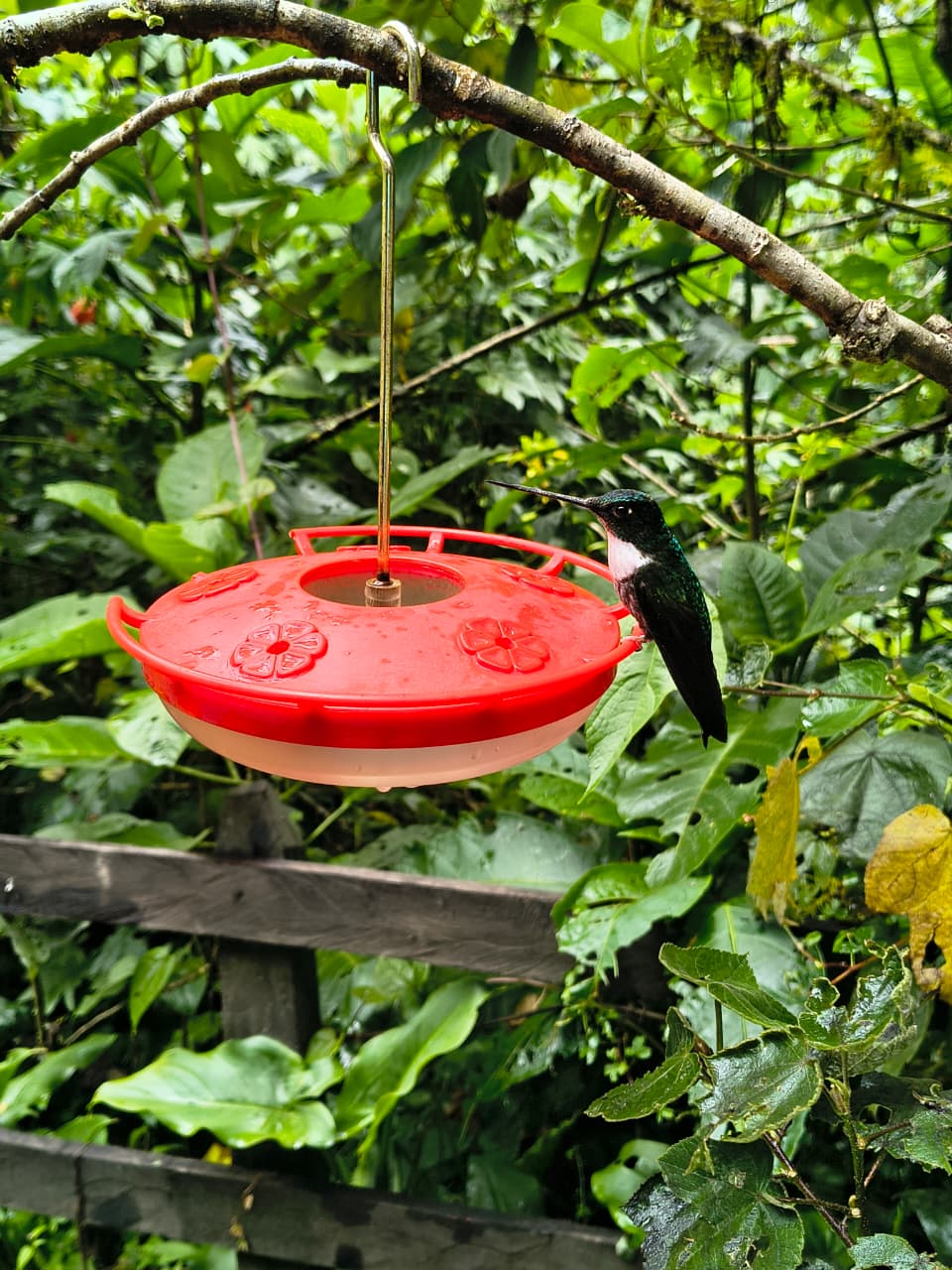 Circuito de Avistamiento de Colibrís