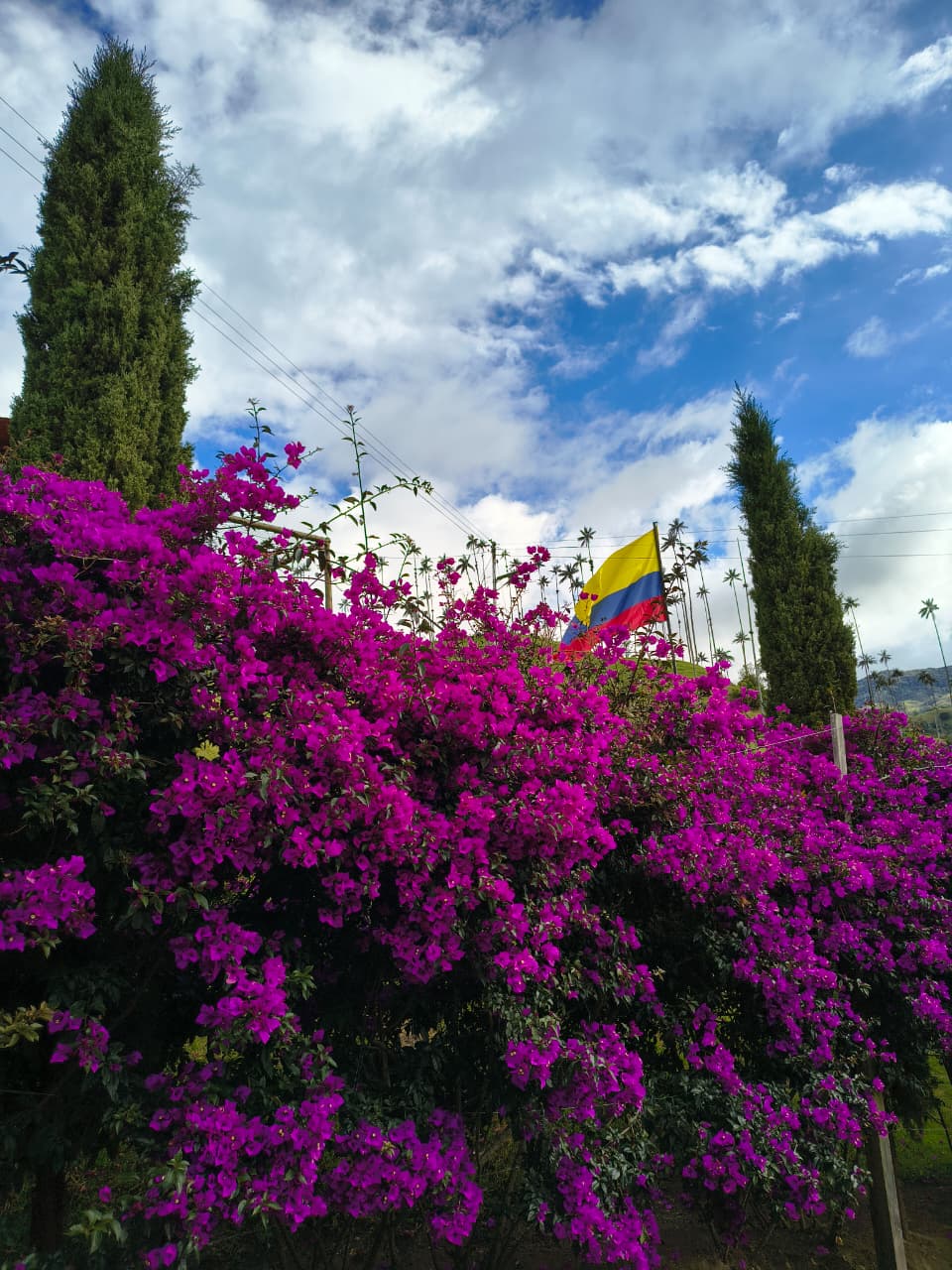 Circuito de Avistamiento de Colibrís