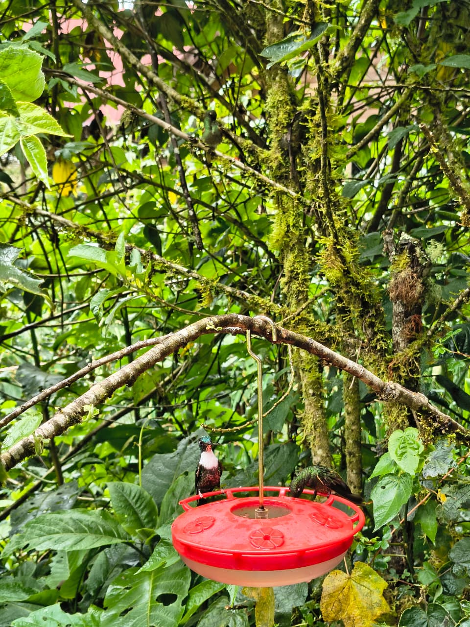 Circuito de Avistamiento de Colibrís