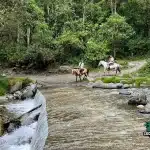 Cabalgata bosque la Virgen Valle del Cocora