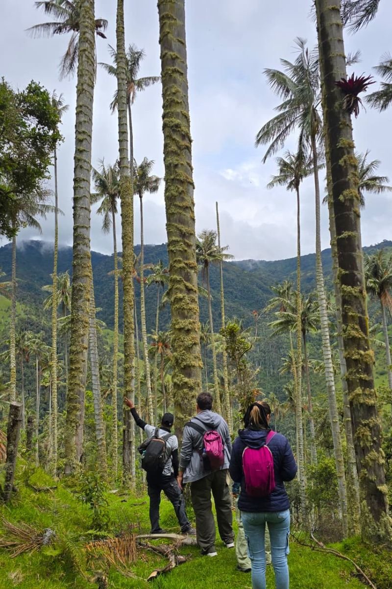 Excursión cerro volcán Machín desde Salento
