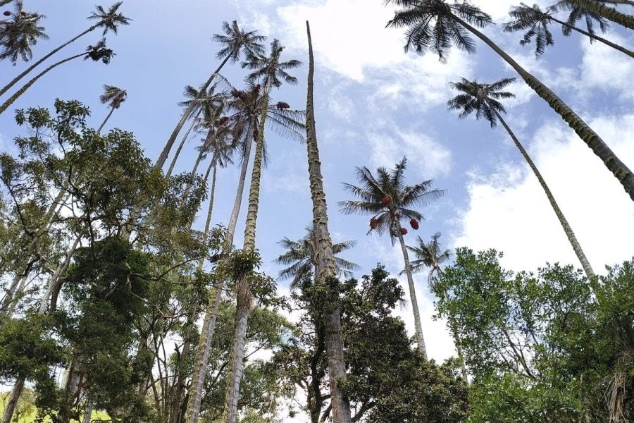Tour tradicional la Carbonera tochecito