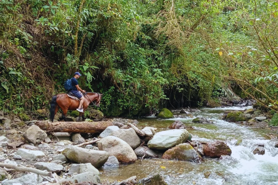 Cabalgata bosque la Virgen Valle del Cocora