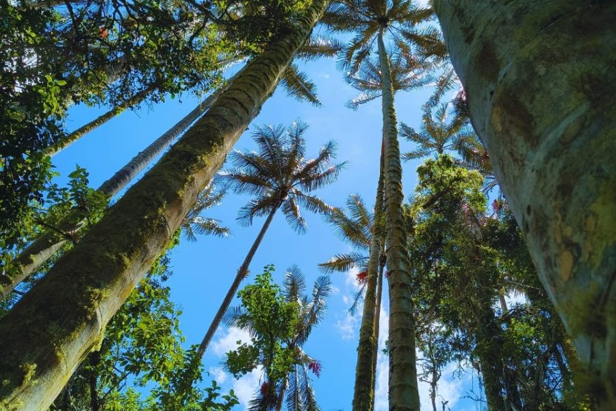 Tour completo la carbonera, la cascada y la finca el Roció