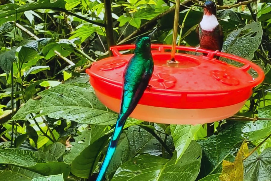 Circuito de Avistamiento de Colibrís