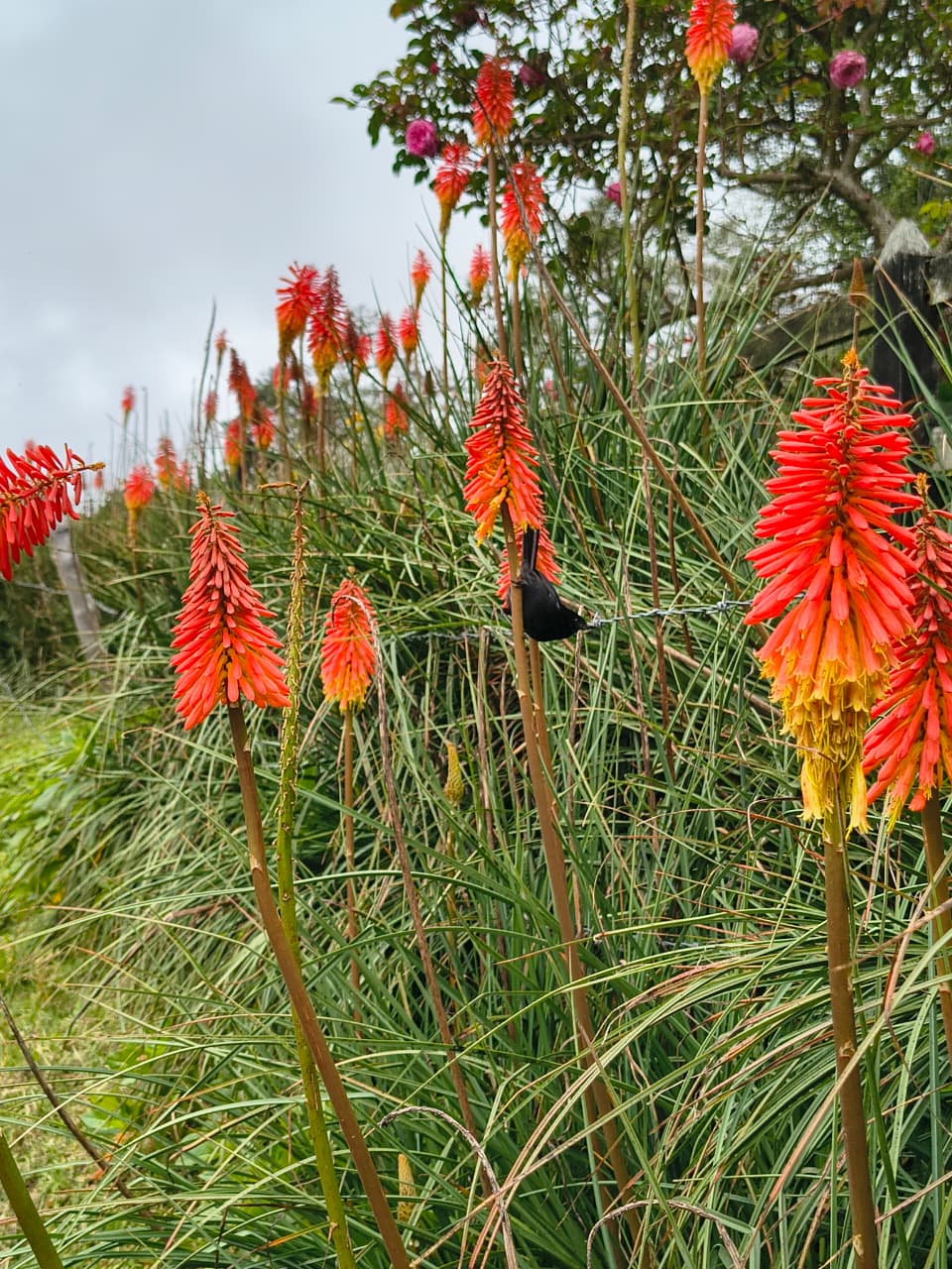 Circuito de Avistamiento de Colibrís