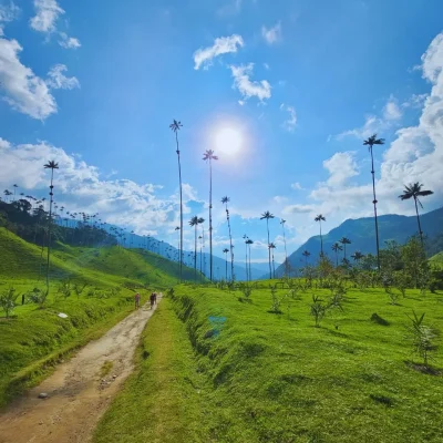 Valle del cocora Cocora valley