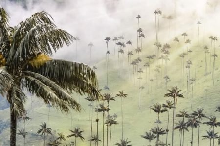 Trekking casa de los colibrís Valle del Cocora y la cascada