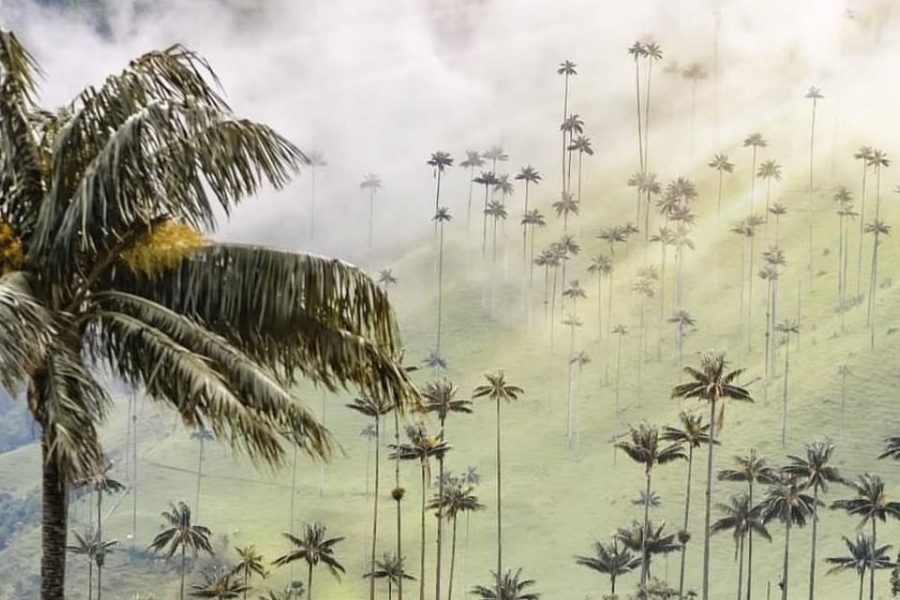 Esencia Cafetera Cocora, Filandia, Cacao, Café y Termales