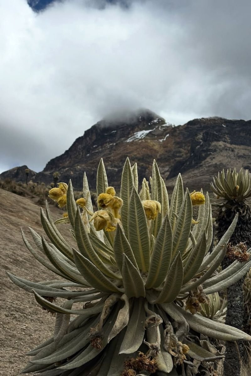 Trekking al Paramillo por Salento Quindio