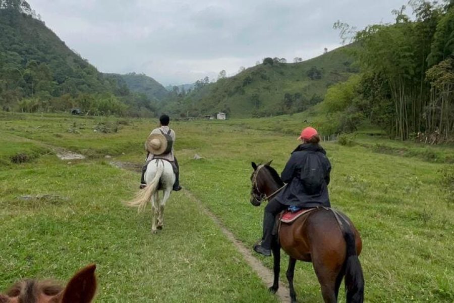 Cabalgata fincas cafeteras, bosque y rio Boquerón