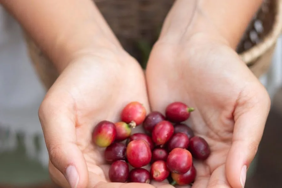 Pasadía fincas cafeteras y tour de Cacao