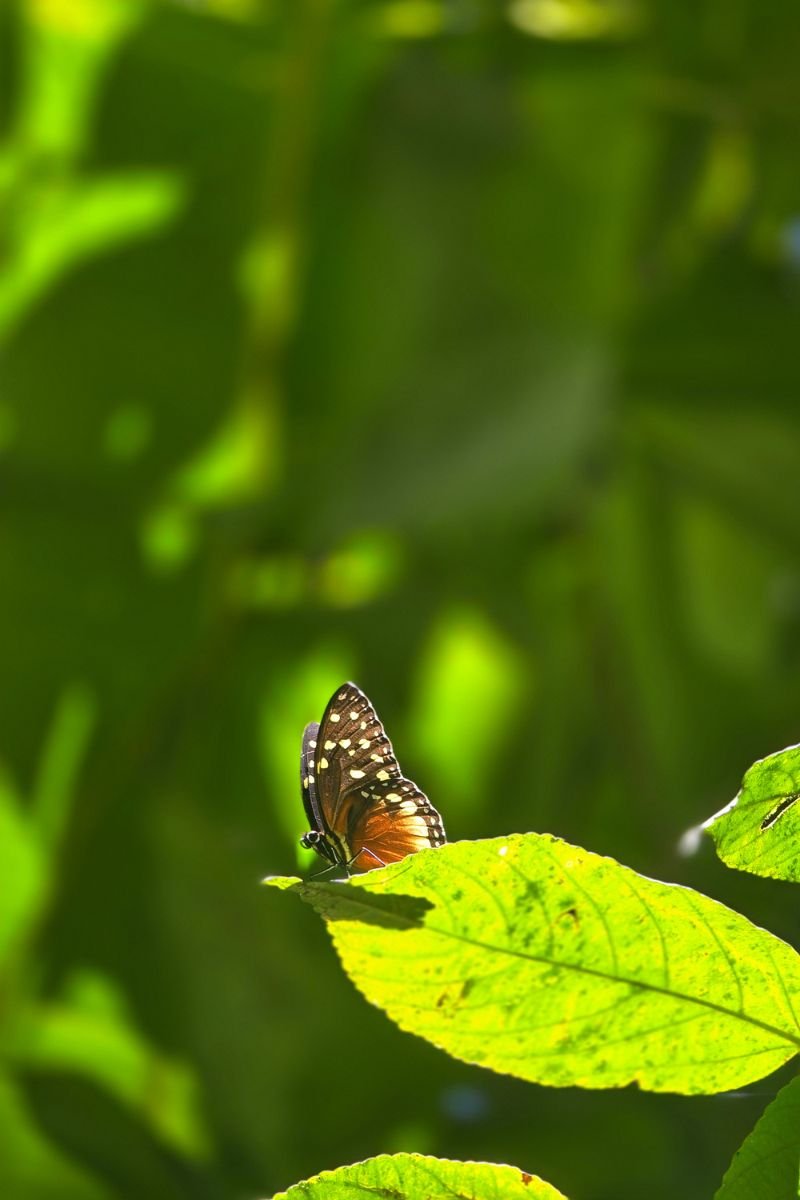 Reserva Kasaguadua: Inmersión en Bosque de Niebla, Cañonismo y Cuna de la Palma de Cera