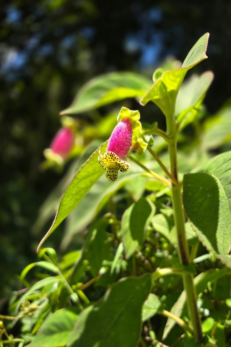Reserva Kasaguadua: Inmersión en Bosque de Niebla, Cañonismo y Cuna de la Palma de Cera