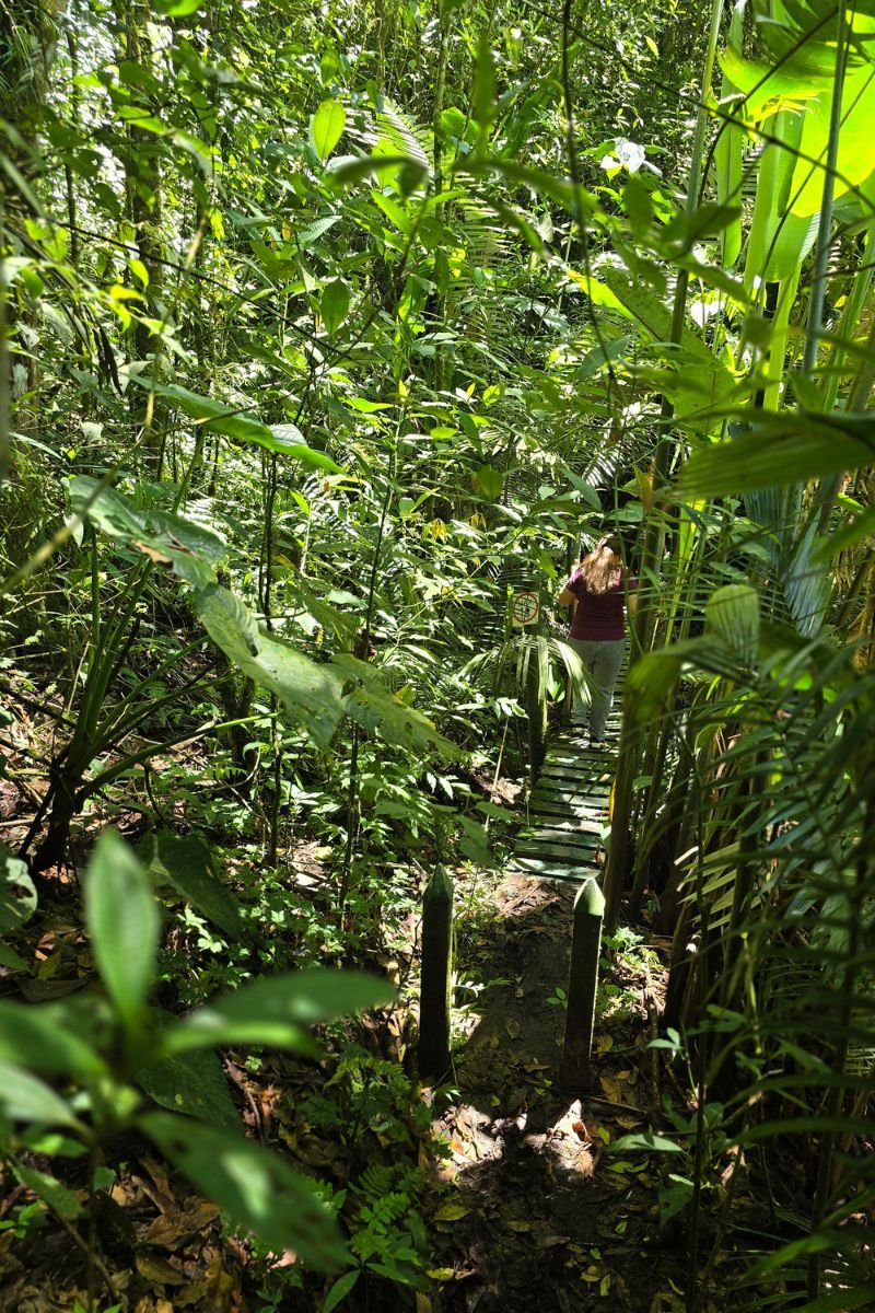 Reserva Kasaguadua: Inmersión en Bosque de Niebla, Cañonismo y Cuna de la Palma de Cera
