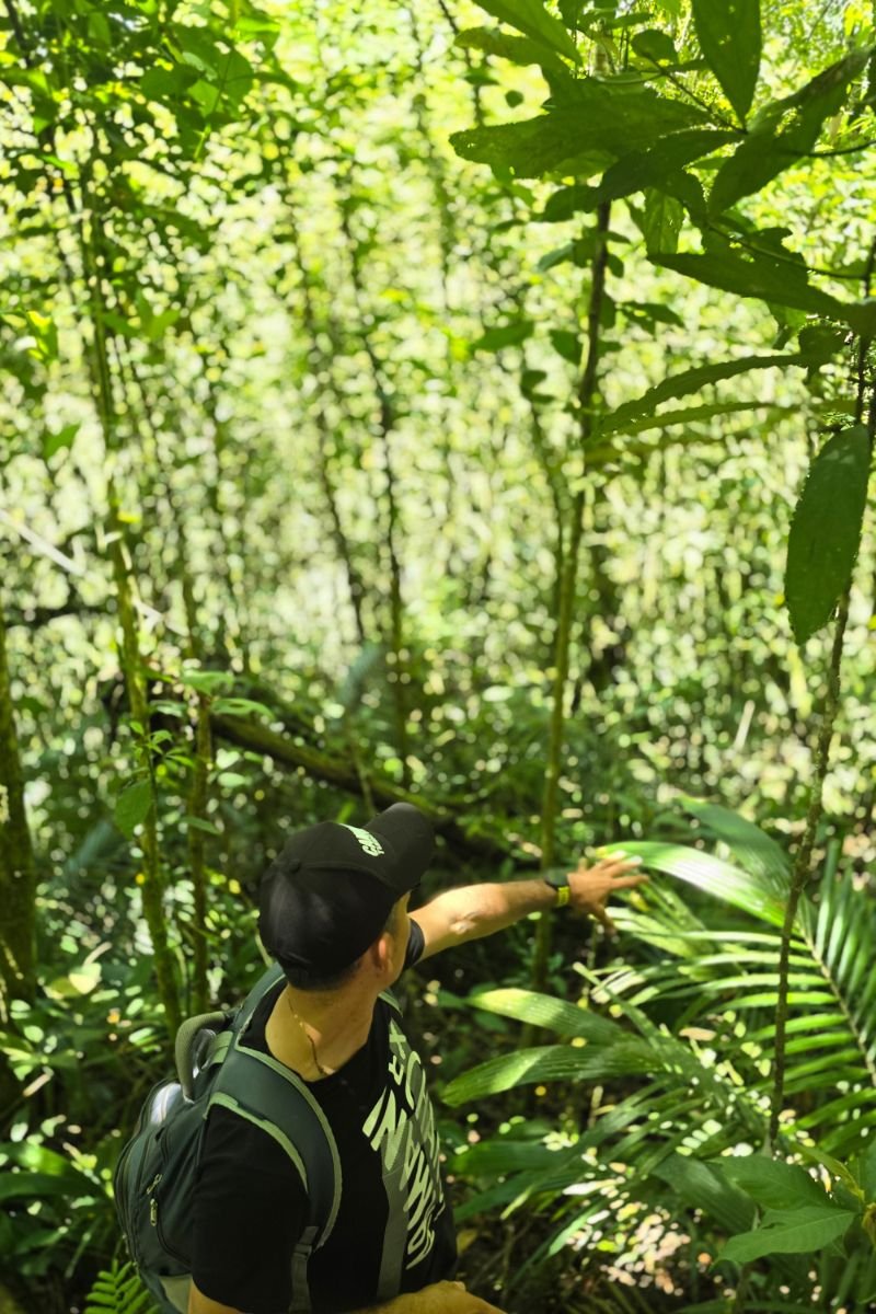 Reserva Kasaguadua: Inmersión en Bosque de Niebla, Cañonismo y Cuna de la Palma de Cera