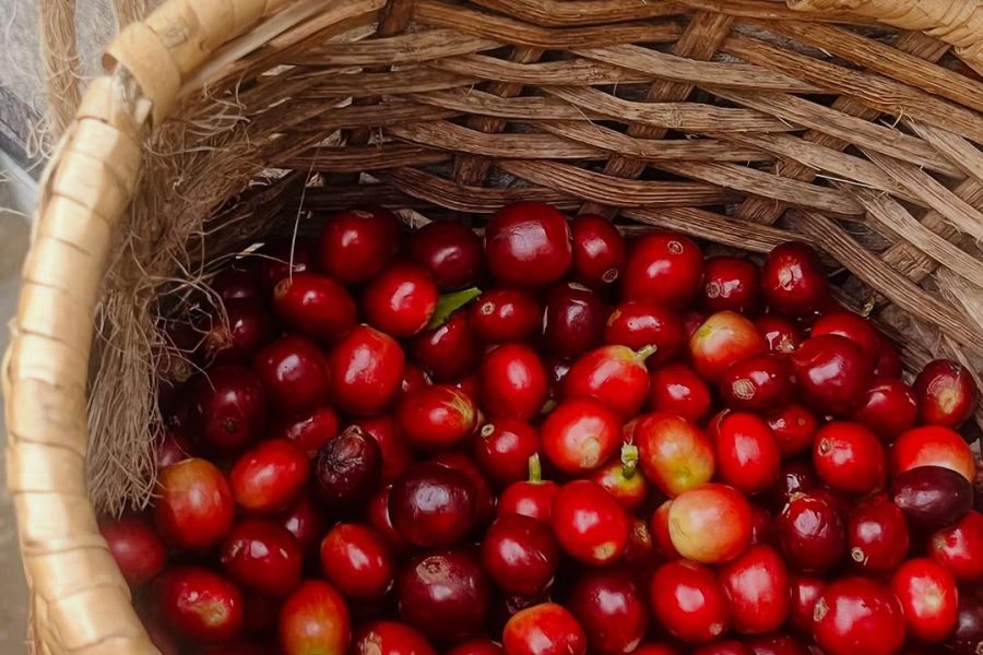 Tour de Café finca cafetera las Acacias