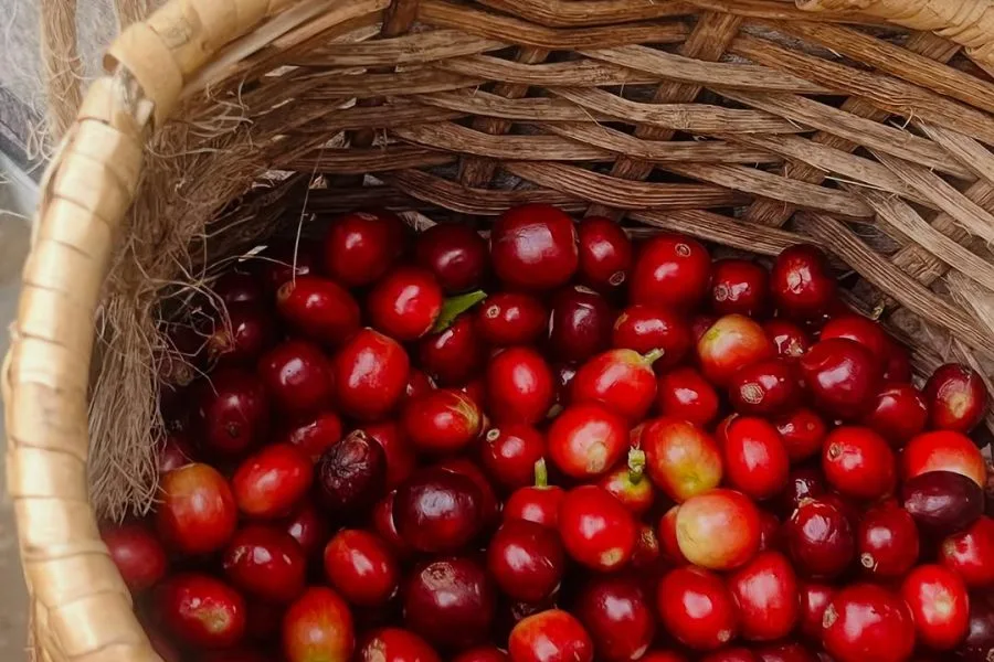 Tour de Café finca cafetera las Acacias