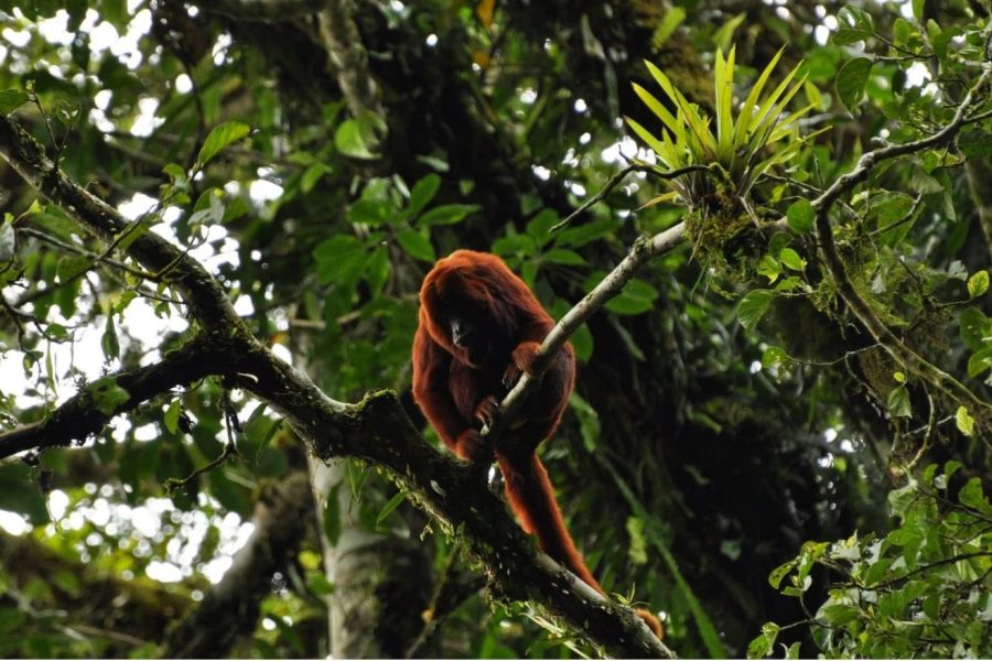 Plan Valle de cocora, filandia con monos, cafe y termales