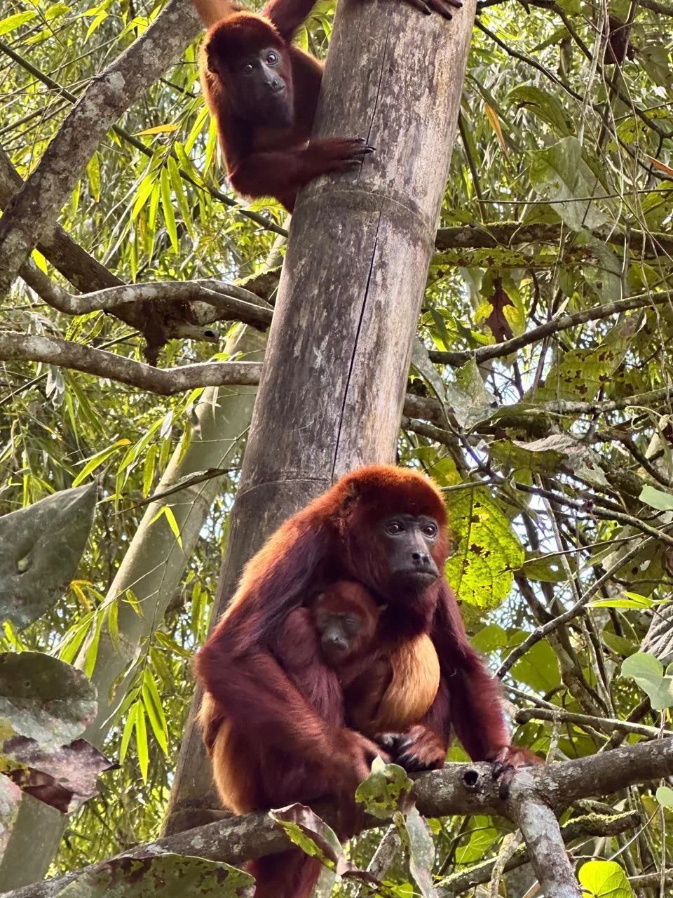 Tour pasadia Avistamiento de Monos Aulladores y Filandia Quindio