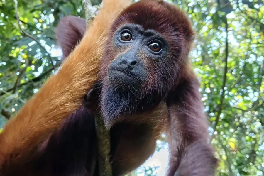 Tour pasadia Avistamiento de Monos Aulladores y Filandia Quindio