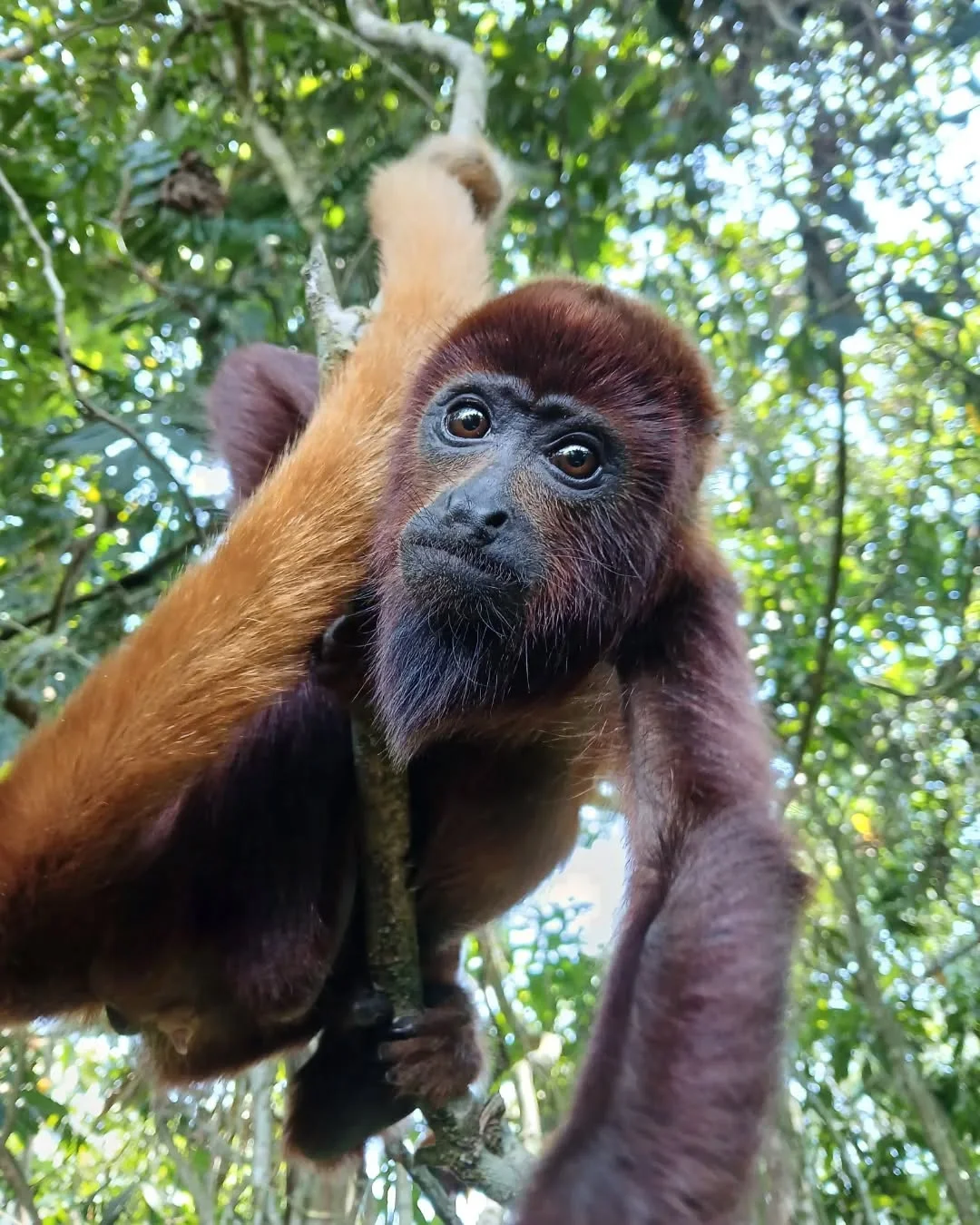 Tour pasadia Avistamiento de Monos Aulladores y Filandia Quindio