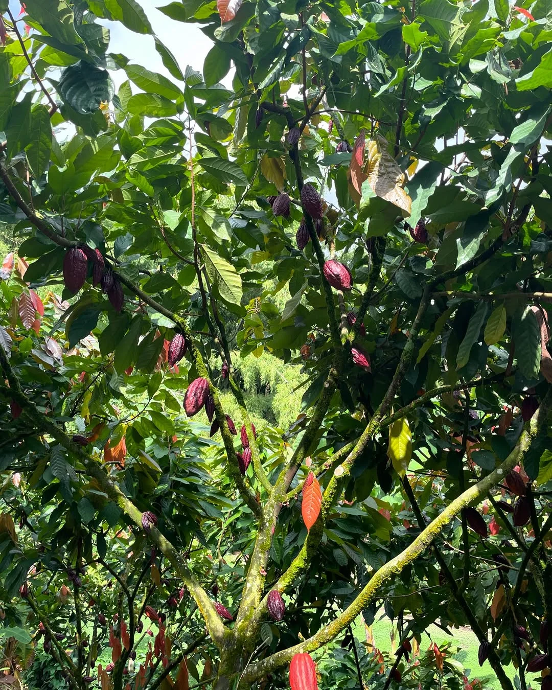 Tour Pasadía de Cacao y finca cafetera en Salento: Experiencia Inmersiva