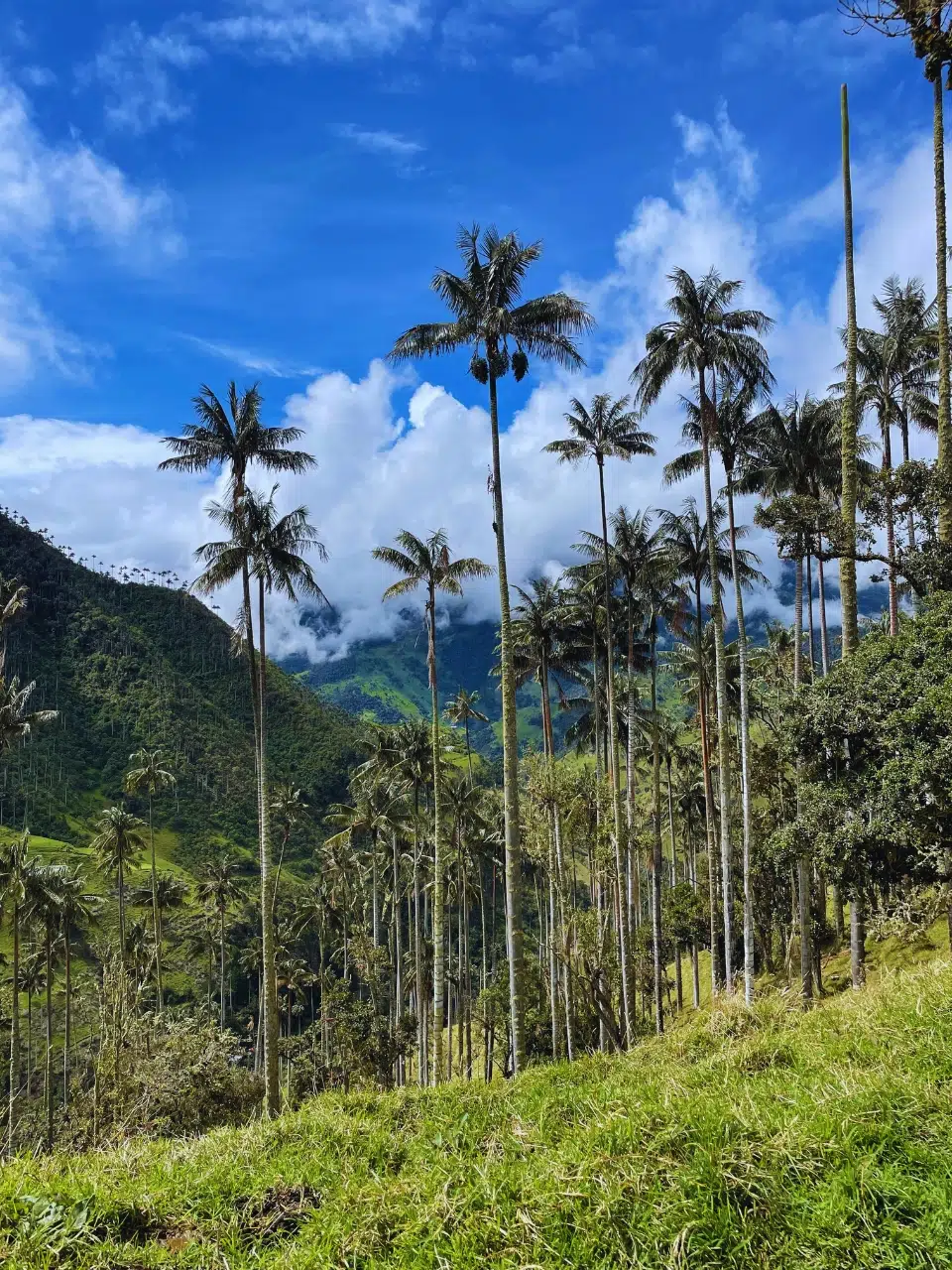 Tour completo la carbonera, la cascada y la finca el Roció