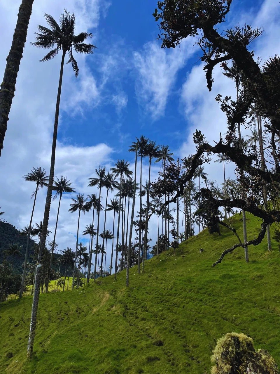 Tour completo la carbonera, la cascada y la finca el Roció