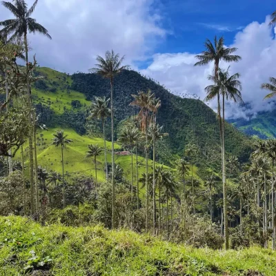 La Carbonera o tochecito
