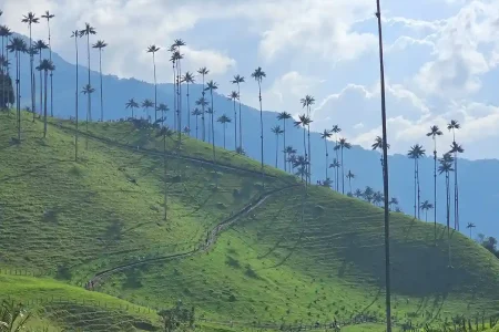 Plan Cocora, Filandia – Cacao y Café – Termales