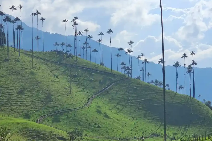 Plan Cocora, Filandia – Cacao y Café – Termales