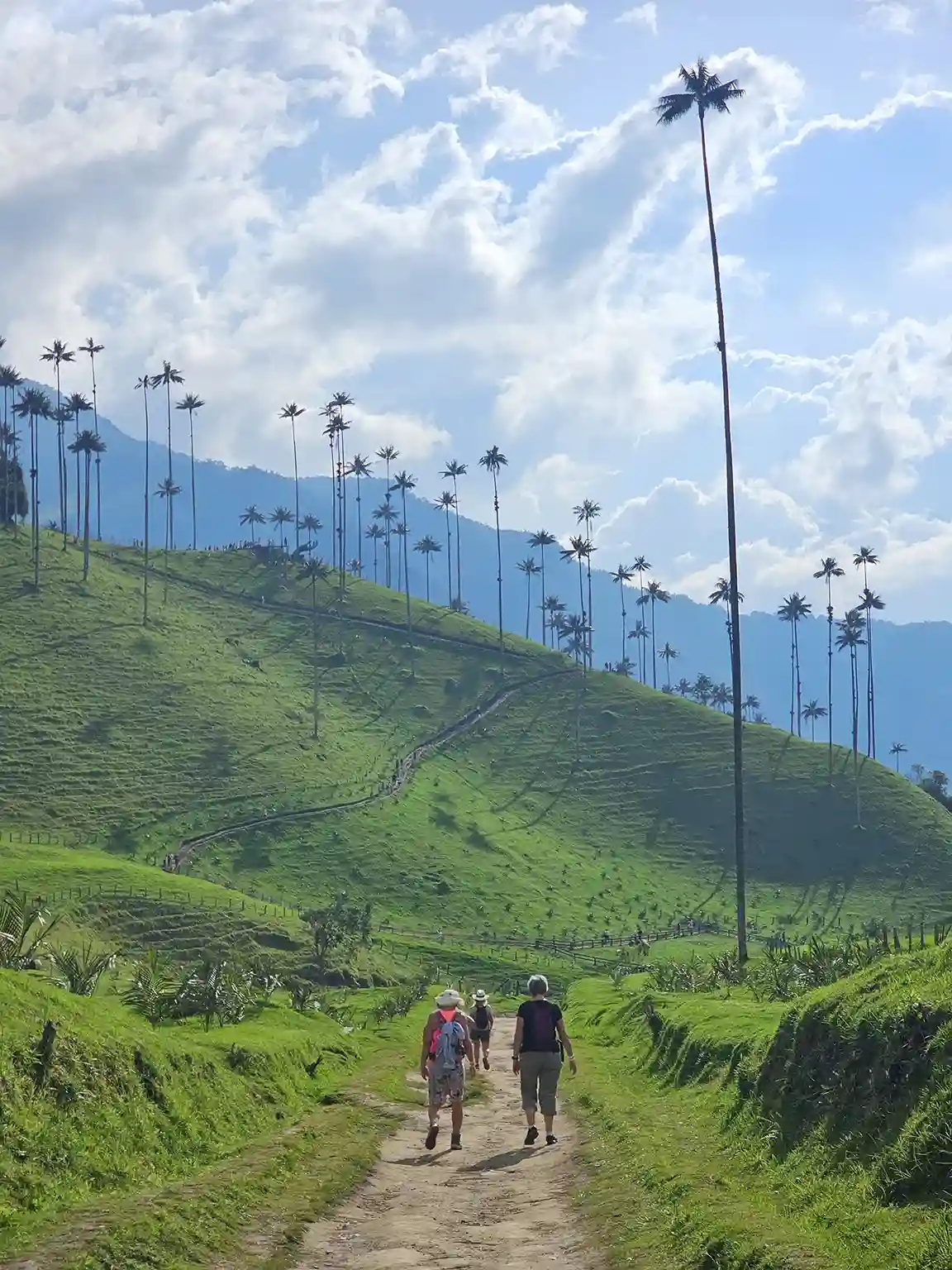 Valle del cocora