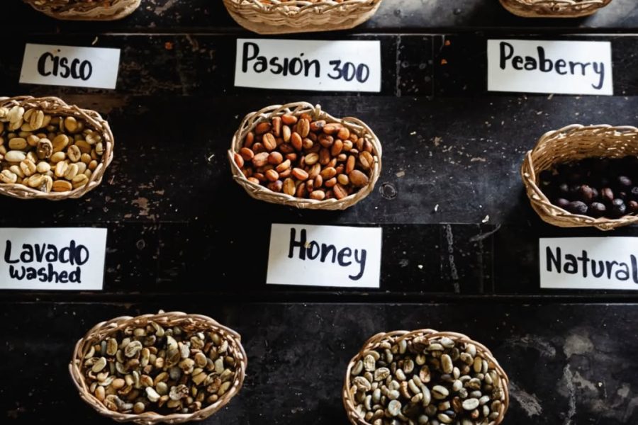 Tour premium finca cafetera el Ocaso