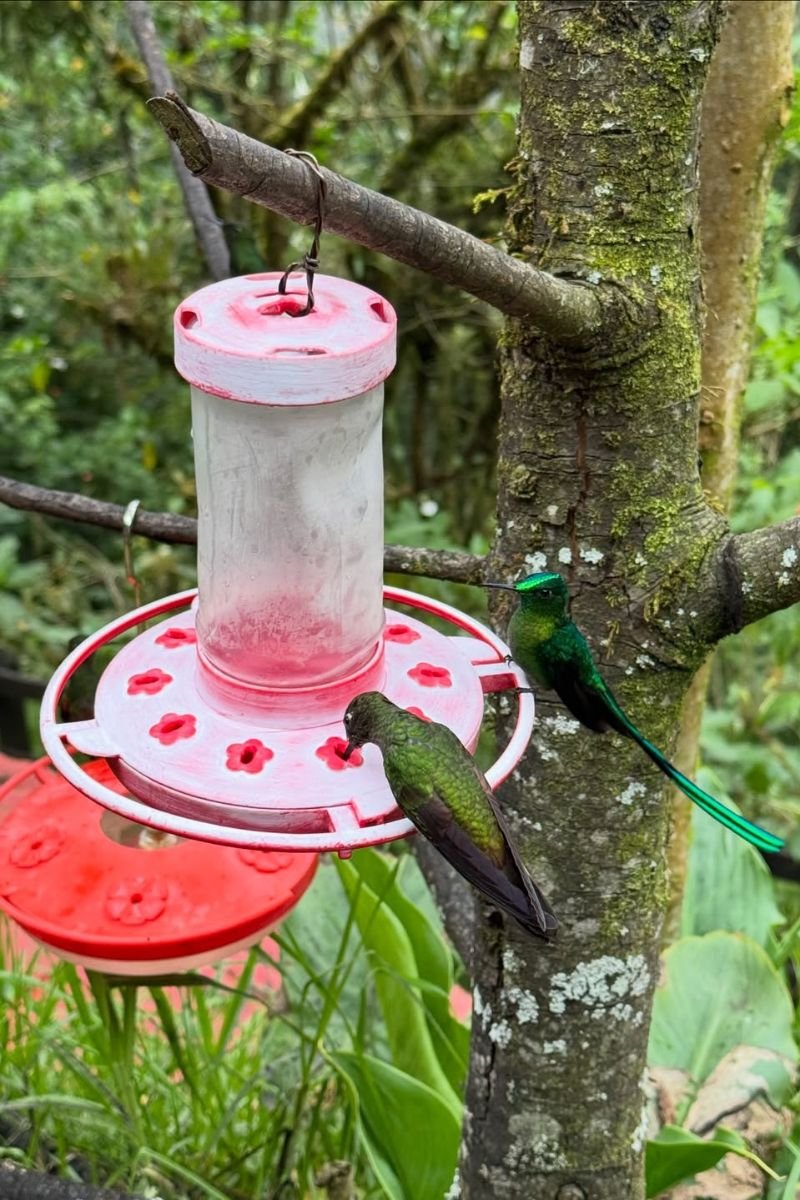 Tour premium finca cafetera el Ocaso