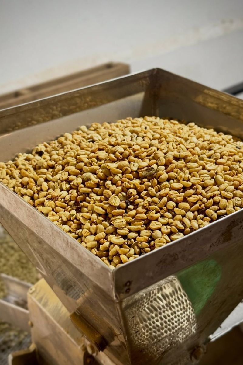 Tour premium finca cafetera el Ocaso