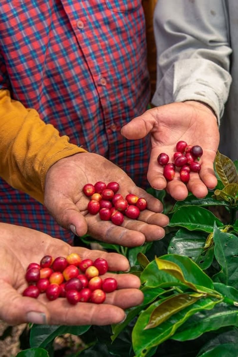 Tour premium finca cafetera el Ocaso