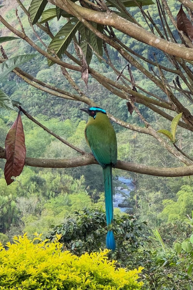 Tour premium finca cafetera el Ocaso