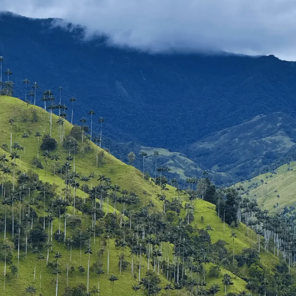 El Valle del Cocora en imágenes