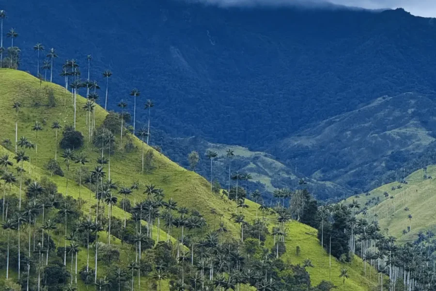 Miniaventura en el corazón del Cocora