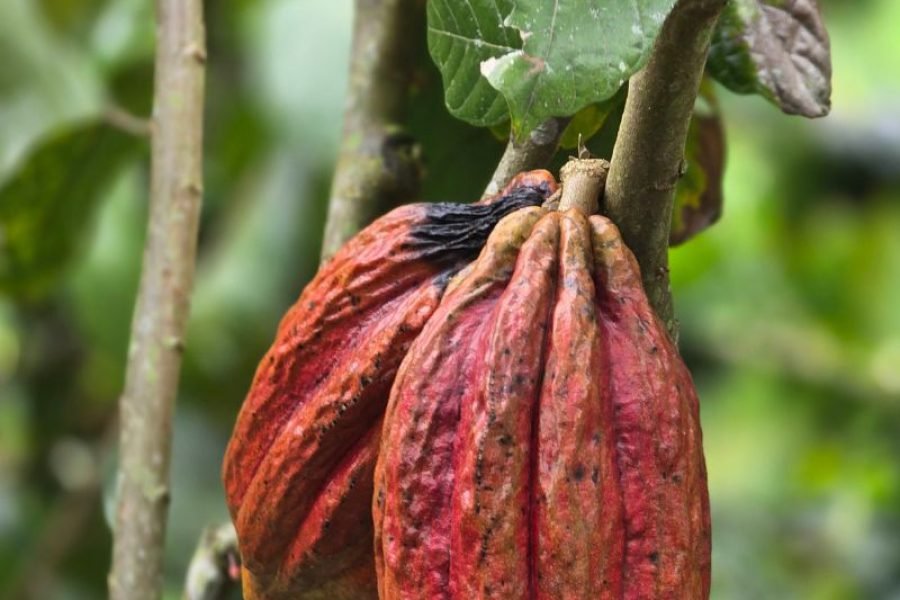 Tour del Cacao & Chocolaterapia en Filandia Quindio