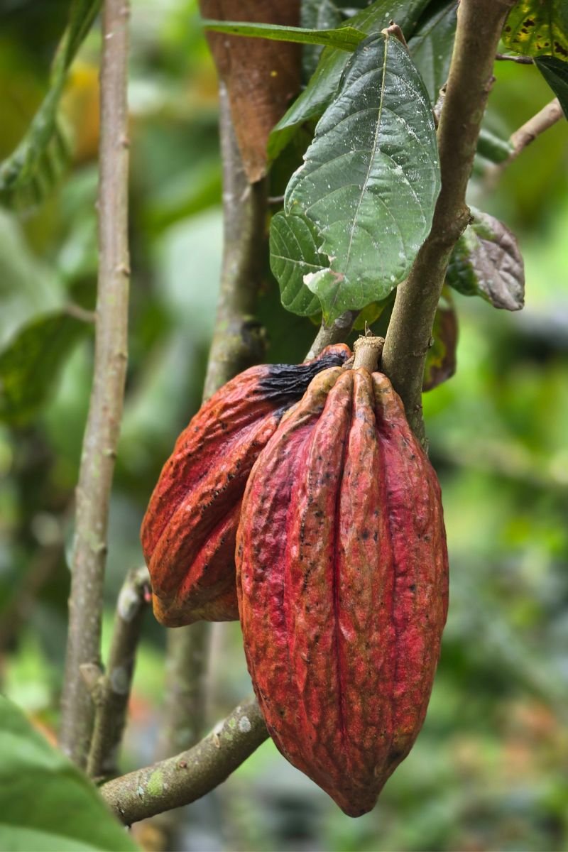 Tour del Cacao & Chocolaterapia en Filandia Quindio