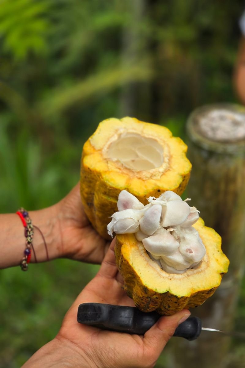 Tour del Cacao & Chocolaterapia en Filandia Quindio