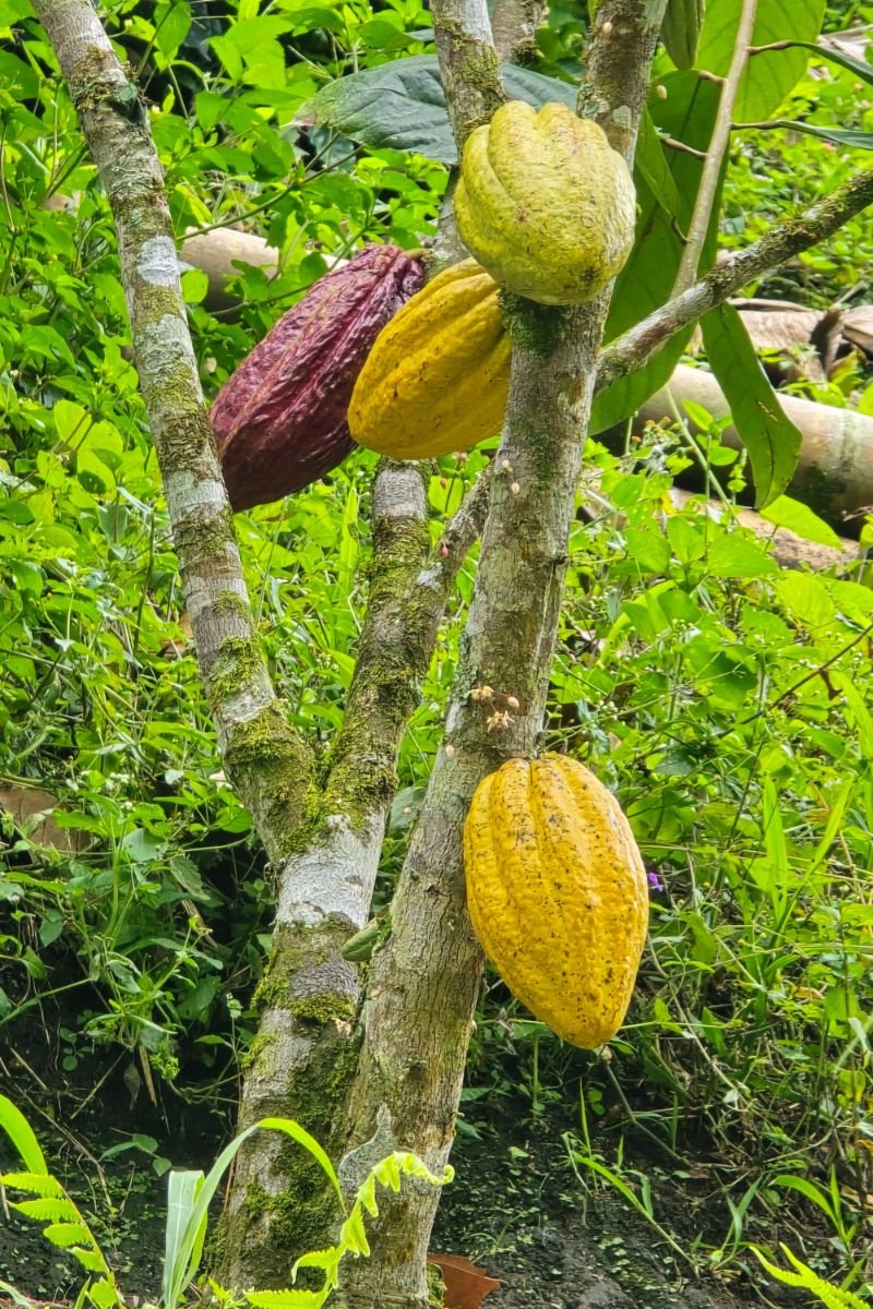 Tour del Cacao & Chocolaterapia en Filandia Quindio