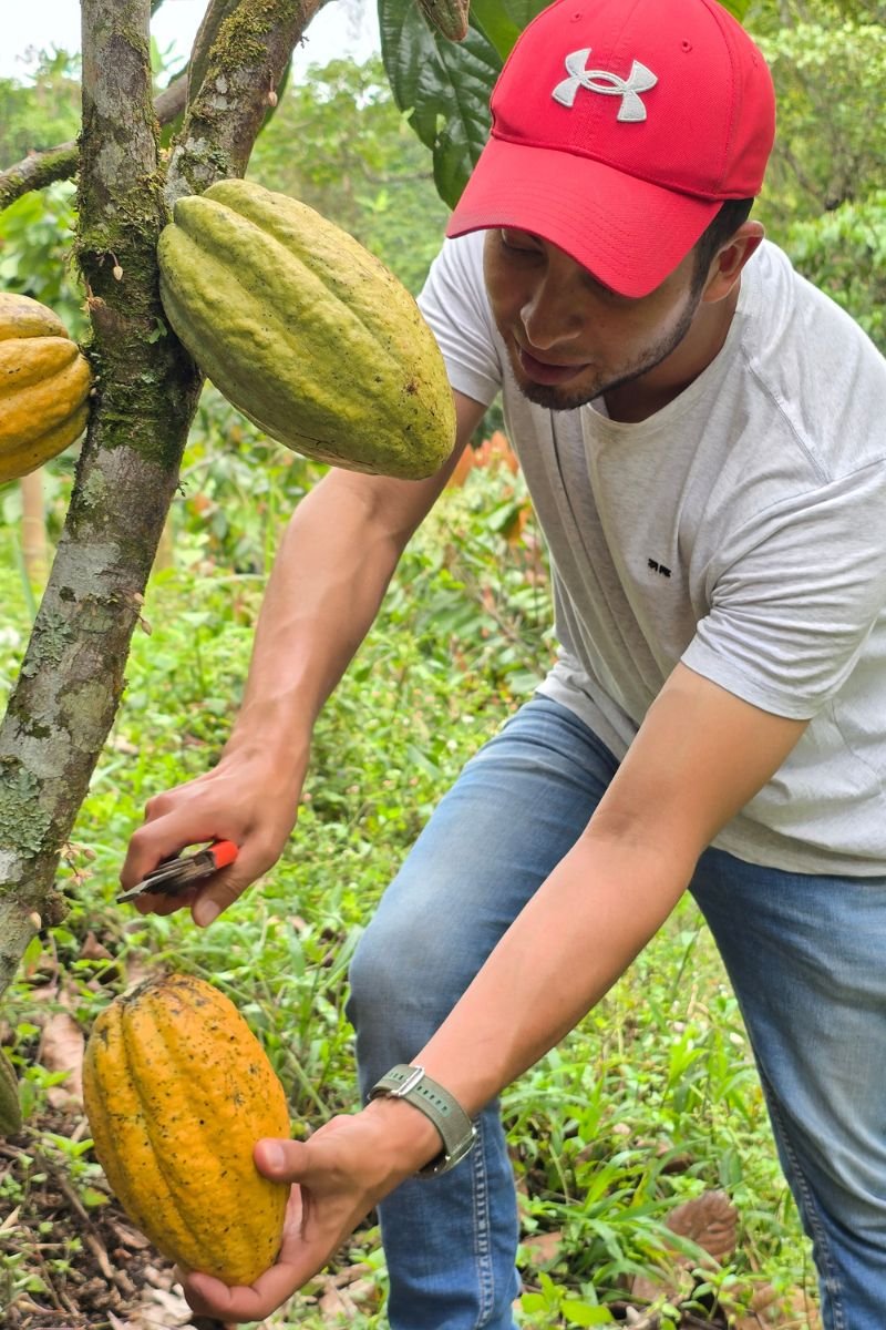 Tour del Cacao & Chocolaterapia en Filandia Quindio