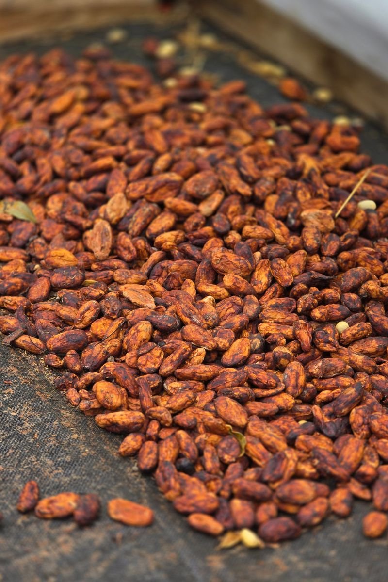 Tour del Cacao & Chocolaterapia en Filandia Quindio