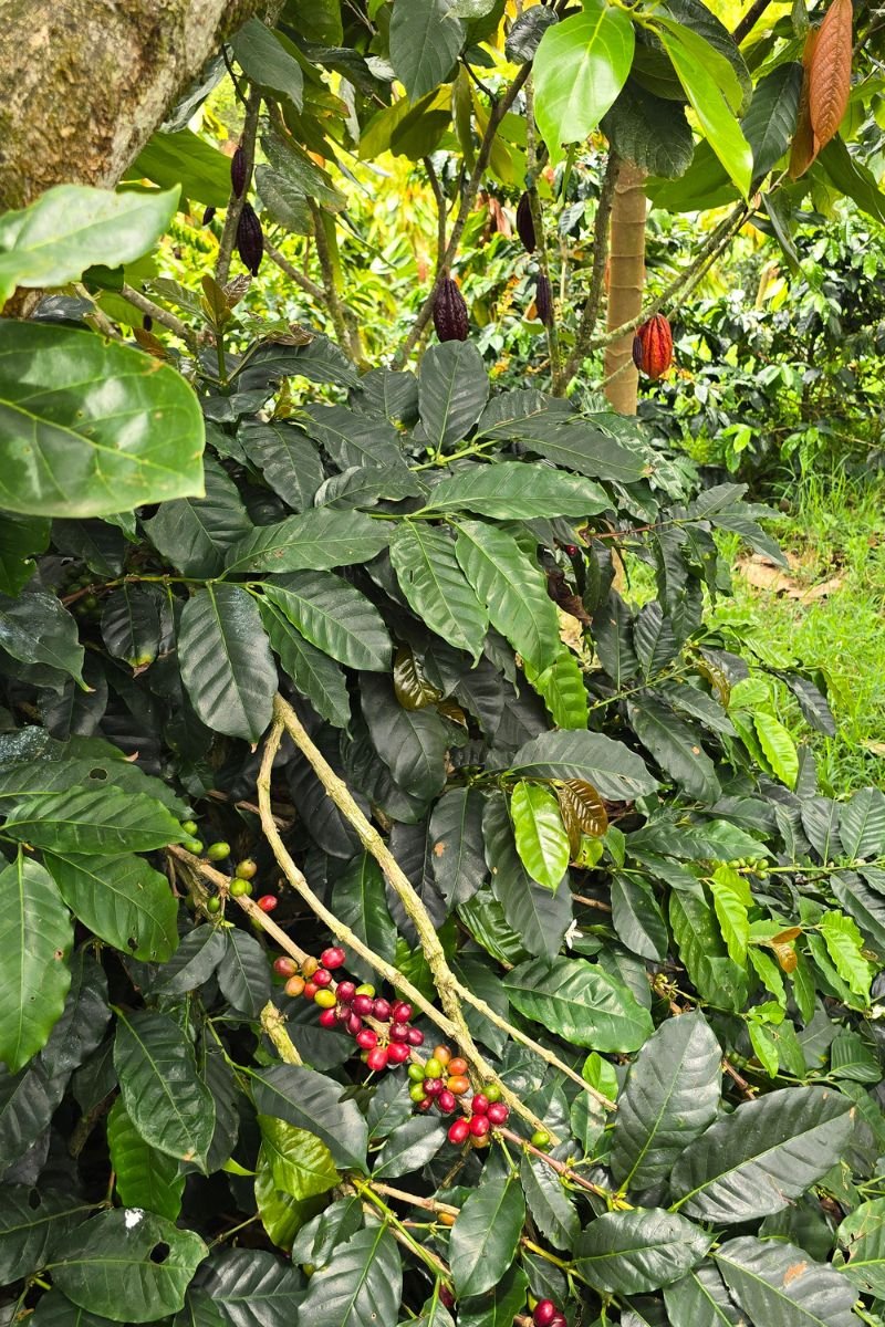 Tour del Cacao & Chocolaterapia en Filandia Quindio