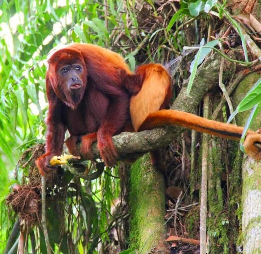 Plan Valle de cocora, filandia con monos, cafe y termales