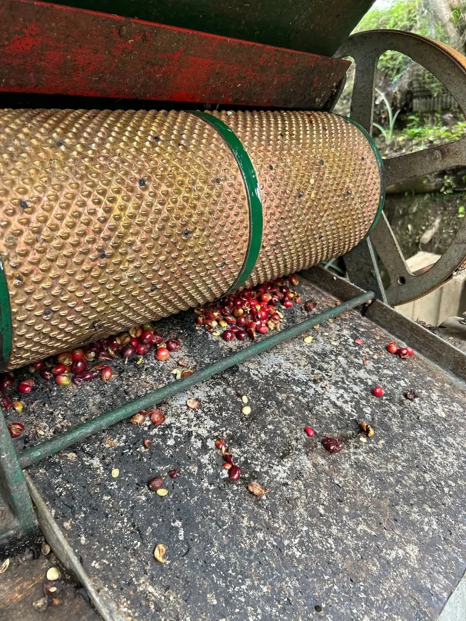 Coffee Tour Finca Luger con Transporte Privado