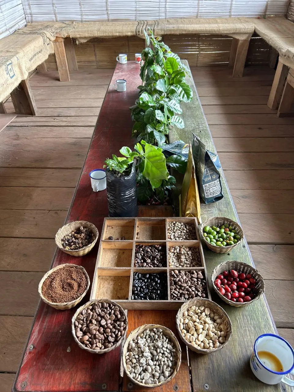 Coffee Tour Finca Luger con Transporte Privado